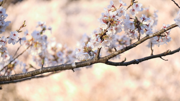 津市、安濃ダムの錫杖湖の湖畔で満開の桜を桜のピンクを背景にして撮影した画像②