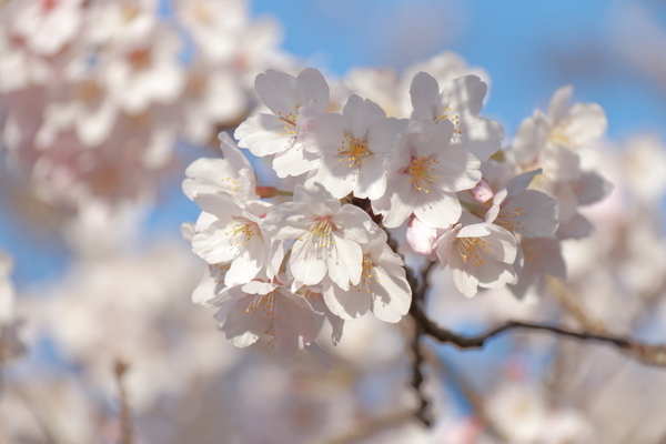 津市、安濃ダムの錫杖湖の湖畔で満開の桜を青空を背景にして撮影した画像①