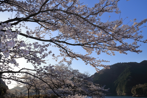 津市、安濃ダムの錫杖湖の湖畔で満開の桜を青空を背景にして撮影した画像②