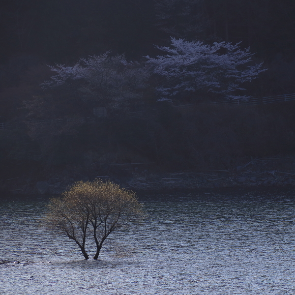 津市、安濃ダムの錫杖湖の湖畔で一本の水没した木と満開の桜を撮影した画像②