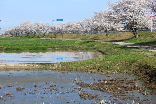 満開の桜と水を張った田んぼを撮影した画像①