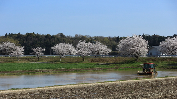 満開の桜と水を張った田んぼで作業をするトラクタを撮影した画像②