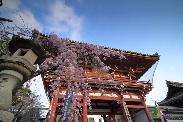 鈴鹿市にある子安観音寺で仁王門と枝垂れ桜を撮影した写真②