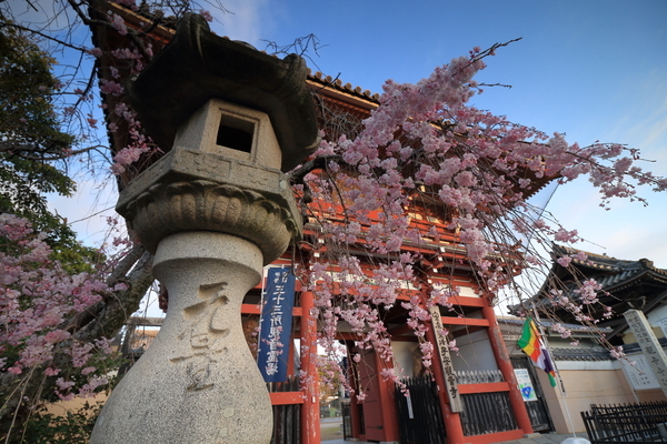 鈴鹿市にある子安観音寺で仁王門と枝垂れ桜を撮影した写真①