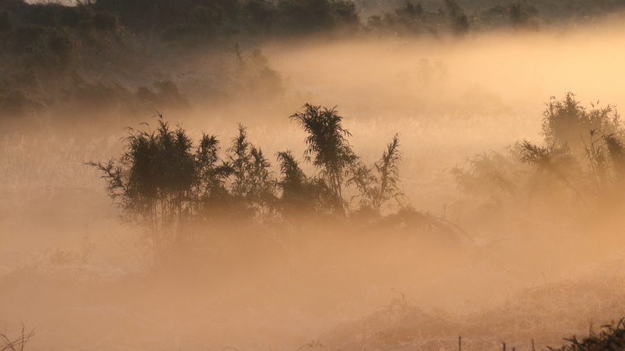 朝の鈴鹿川水系で川原を埋める川霧を写した写真②