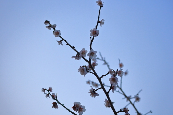 四日市南部丘陵公園の梅林に咲いた花を早朝に撮影した画像①