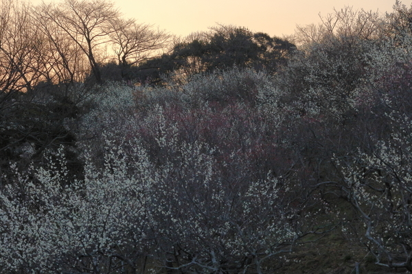 四日市南部丘陵公園の梅林に咲いた花を早朝に撮影した画像①