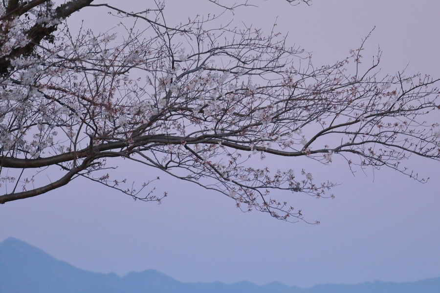 桜の花が咲いた枝と遠くの山並みと空が写っています。空は夜明け前の淡いピンク色です。