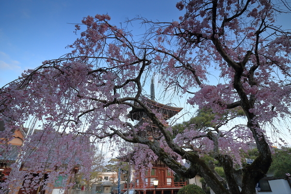 鈴鹿市にある子安観音寺の三重塔と枝垂れ桜を撮影した写真。