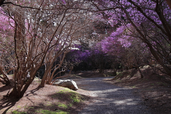 鈴鹿市にある伊奈冨神社の紫ツツジのトンネルを撮影した写真②