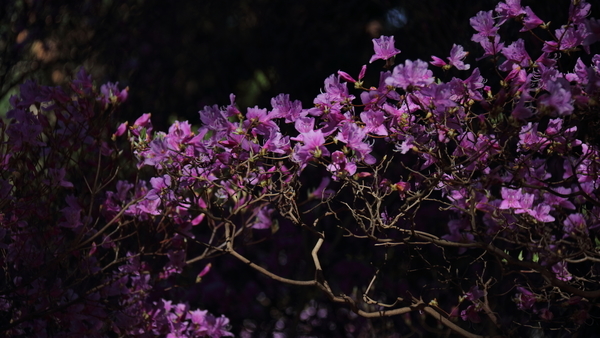 鈴鹿市にある伊奈冨神社の紫ツツジの花を撮影した写真。