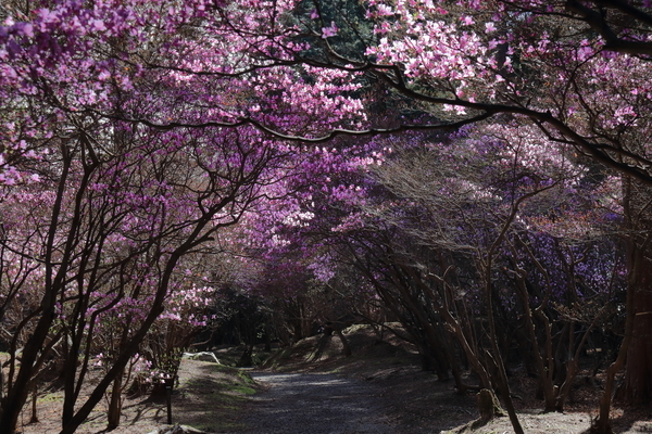 鈴鹿市にある伊奈冨神社の紫ツツジのトンネルを撮影した写真③