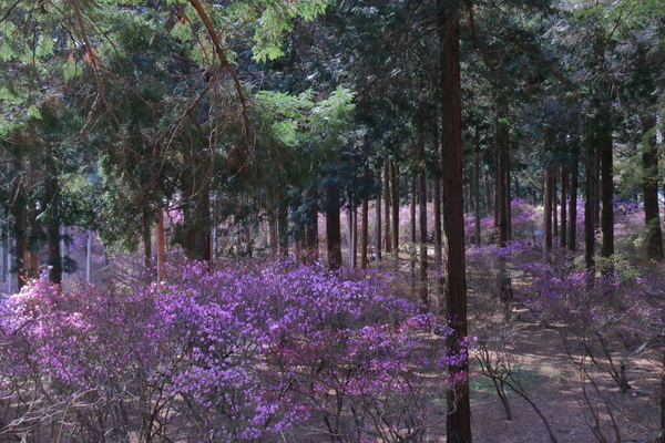 鈴鹿市にある伊奈冨神社の紫ツツジを撮影した写真。