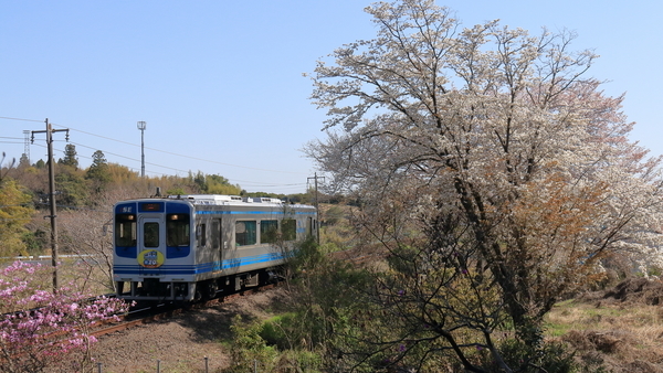 鈴鹿市にある伊奈冨神社で伊勢鉄道と桜とムラサキツツジを撮影した画像。