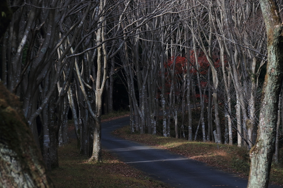 秋で葉が全て無くなった並木道の木々の間を奥に一歩の道が続いている。道は奥で右にカーブして続いている画像