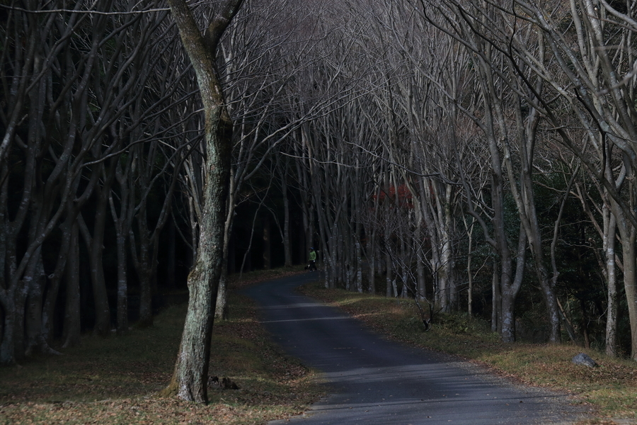秋で葉が全て無くなった並木道の木々の間を一歩の道が奥に続いている画像。