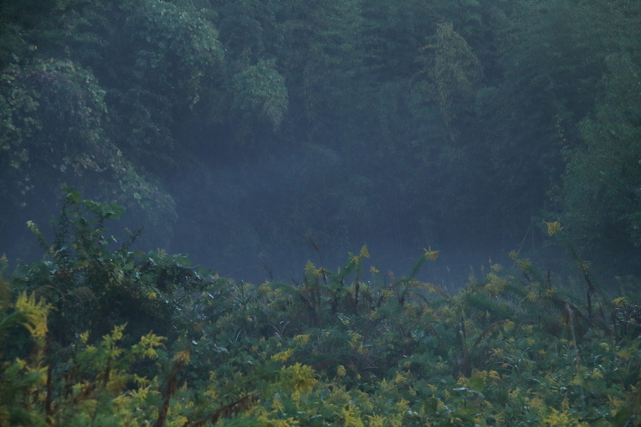 竹藪と草藪が写っている。草薮には白い霧状の朝靄が漂っている画像。