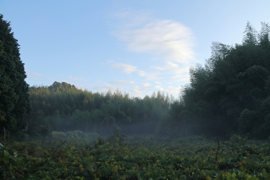 竹藪に覆われた小山とその小山に囲まれた谷間の土地は草に覆われて草藪になっている。青空が見え、谷間は白い霧状の朝靄が漂っている画像。