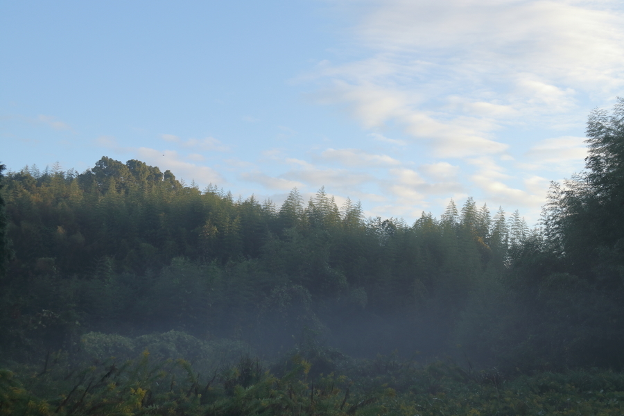 竹藪に覆われた小山とその小山に囲まれた谷間の土地は草に覆われて草藪になっている。青空が見え、谷間は白い霧状の朝靄が漂っている画像。