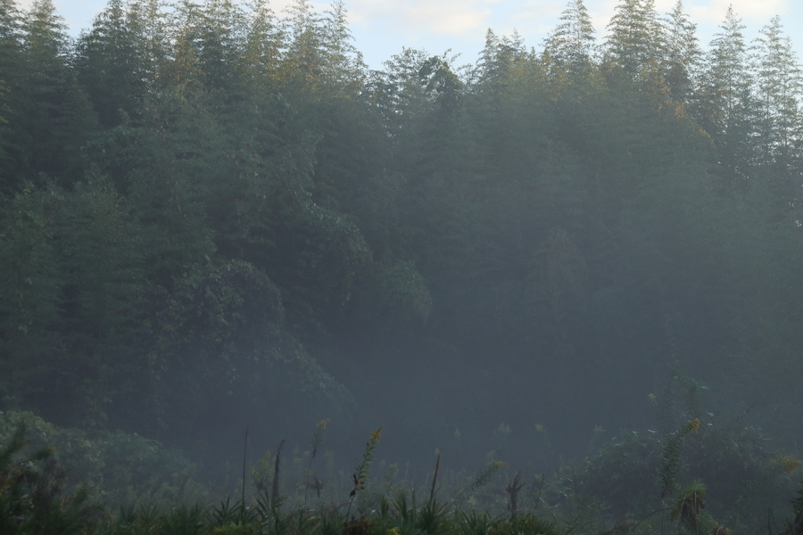 竹藪と草藪が写っている。草薮には白い霧状の朝靄が漂っている画像。