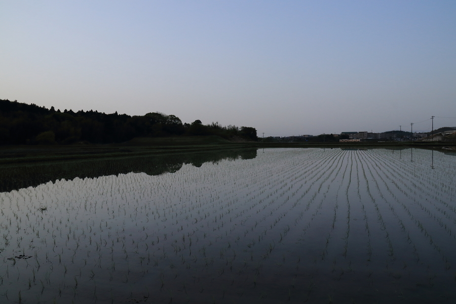 一面の水田の風景。田植えを終えたばかり田んぼの水面は水鏡になっている。遠くに走っている列車が小さく写っていて、背景は早朝の快晴の空が写っている画像。
