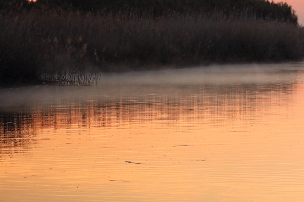 四日市市を流れる鈴鹿川派川の河口付近で水面に漂う朝靄を撮影した写真。