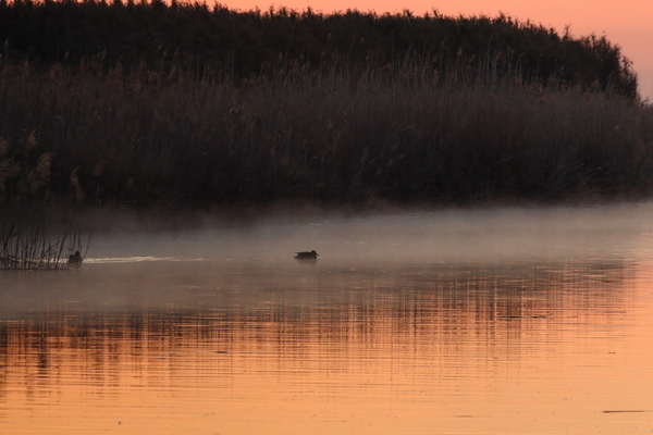 四日市市を流れる鈴鹿川派川の河口付近で朝靄と野鳥を撮影した写真。