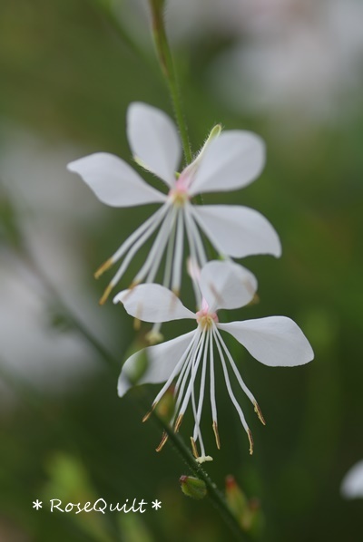 DSC_0049ガウラ２