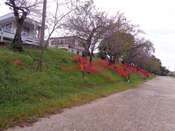 DSC03503_20231001212320af5.jpg