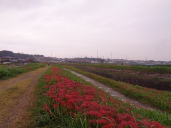 DSC03725_202310042038562fa.jpg