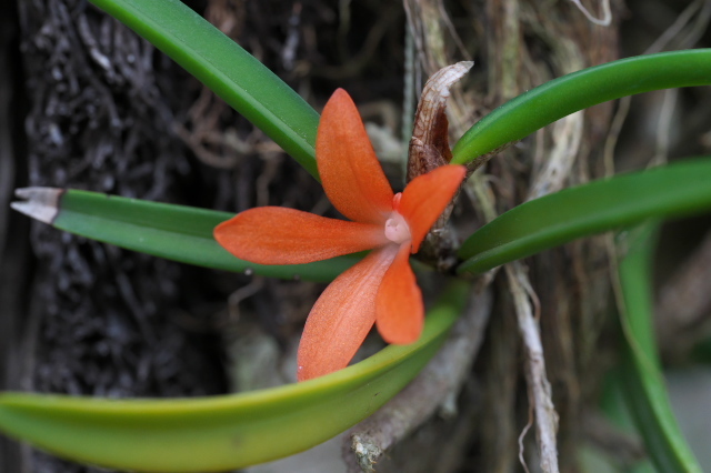 セラトスティリス ルブラ（Ceratostylis rubra）の2番花。