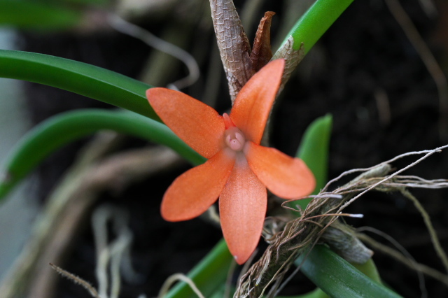 セラトスティリス ルブラ（Ceratostylis rubra）の2番花。