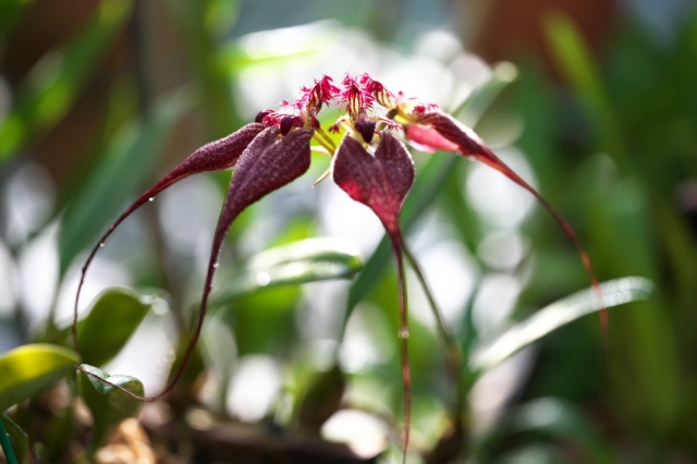 バルボフィラム・ロスチャイルディアナム Bulbophyllum rothschildianum。