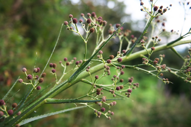 巨大なエリンジューム・・・・Eryngium pandanifolium 。