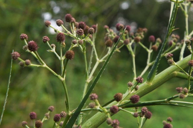 巨大なエリンジューム・・・・Eryngium pandanifolium 。