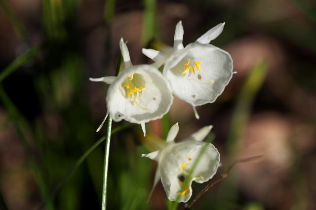 清楚な原種水仙・Narcissus cantabricus 。