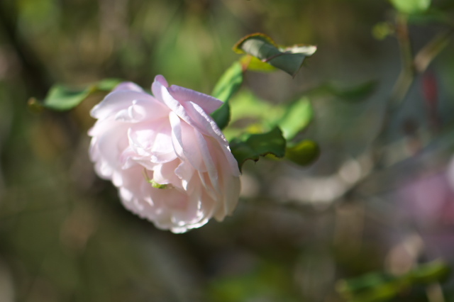 原種バラ・Rosa.odorata・・・透明感のあるピンクが美しい。