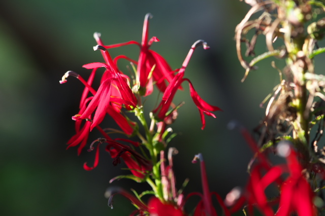 まだまだ健在・・・・Cardinal Flower ベニバナサワギキョウ。