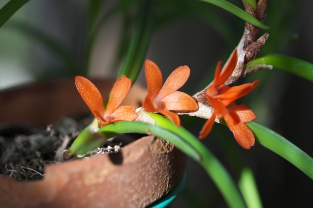 優しいオレンジの美しいセラトスティリス ルブラ（Ceratostylis rubra）。