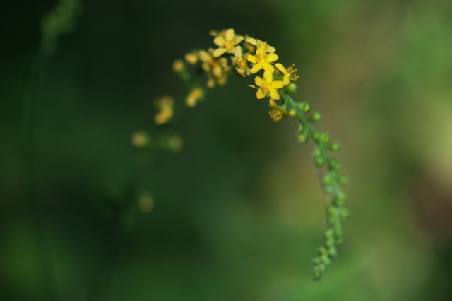キンミズヒキ（学名：Agrimonia pilosa）、華やかな小花。