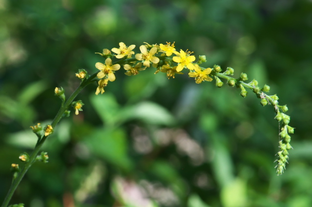 キンミズヒキ（学名：Agrimonia pilosa）、華やかな小花。