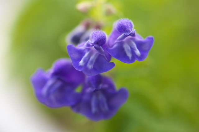 ナミキソウの美しい青紫色の彩り。