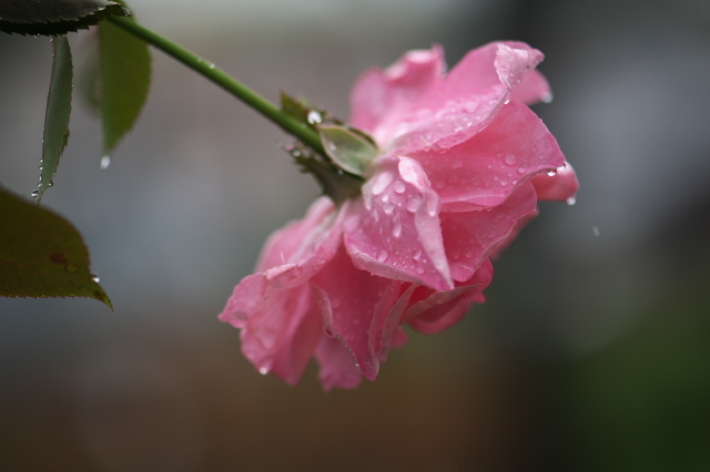 庭の大御所・・・ピンクのバラ・Queen Elizabeth 。