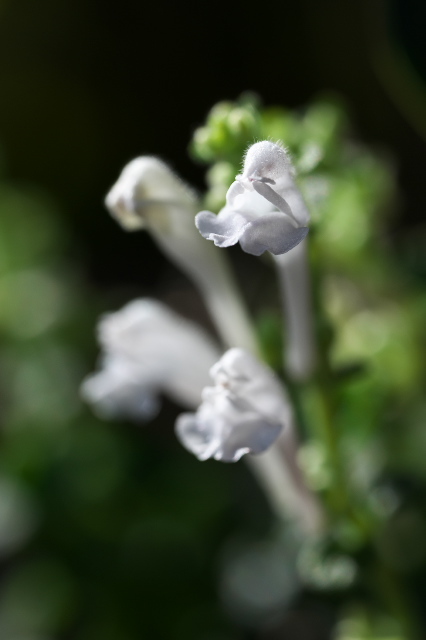 タツナミソウ・・・今年のこぼれ種からも開花。