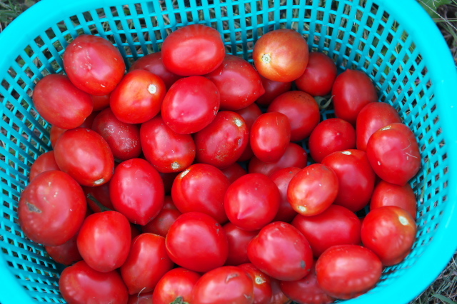 ５ｋｇの収穫のトマト。