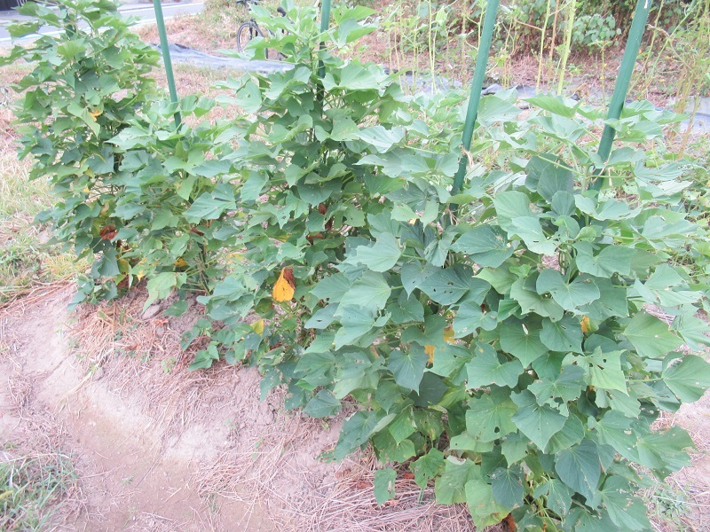 サツマイモ栽培検証0510 (2)