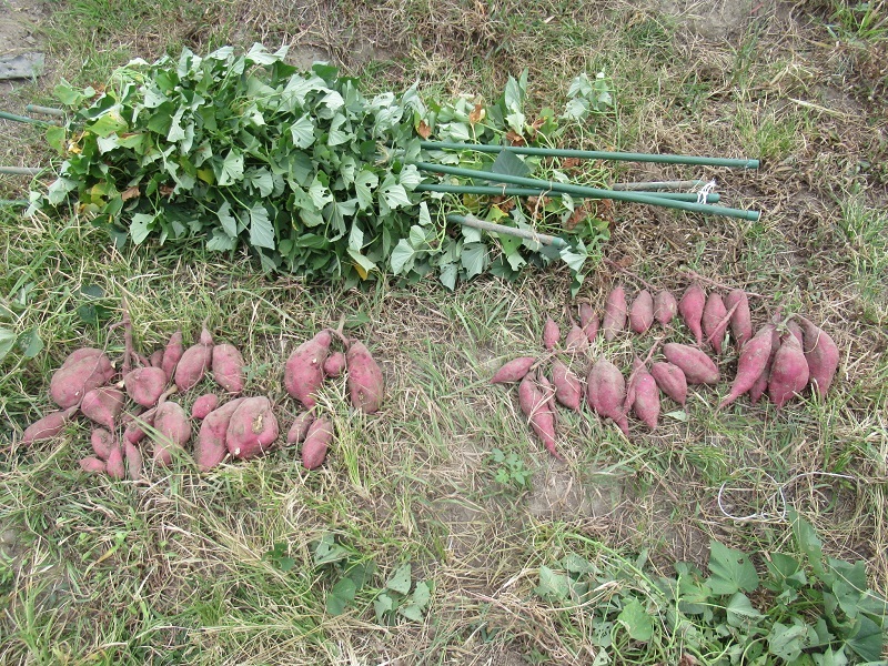 サツマイモ栽培検証0510