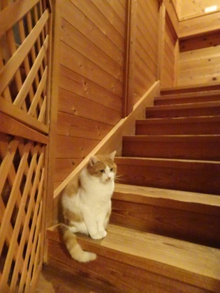 ぽんは階段で待機