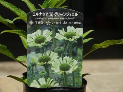 Echinacea purpurea Green Jewel