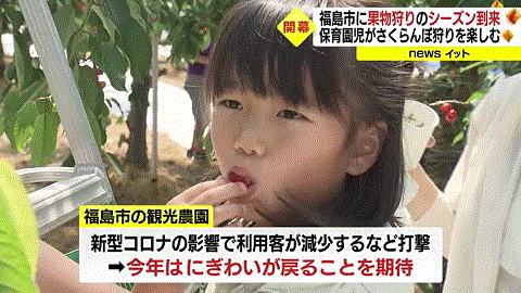 福島産サクランボを食べる女の子